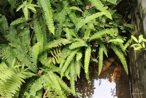 Cây Bạch Đàn Chanh