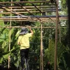 Cây Bạch Đàn Chanh