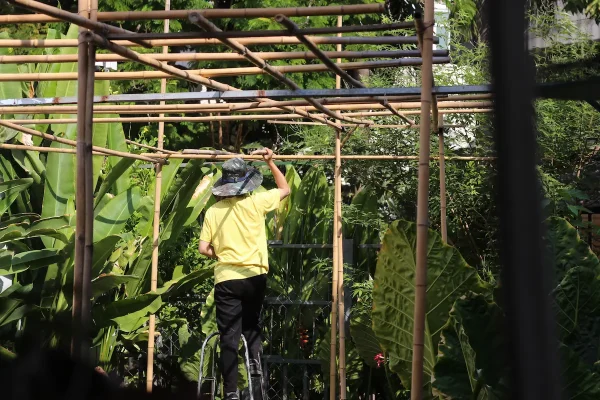 Cây Bạch Đàn Chanh